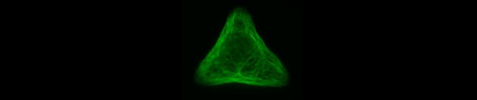 cell micropatterning keratin intermediate filament.jpg