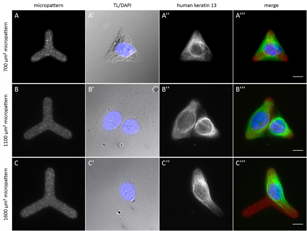 Fig. 11 HaCaT B10 cells spread on Y-shaped micropatterns.