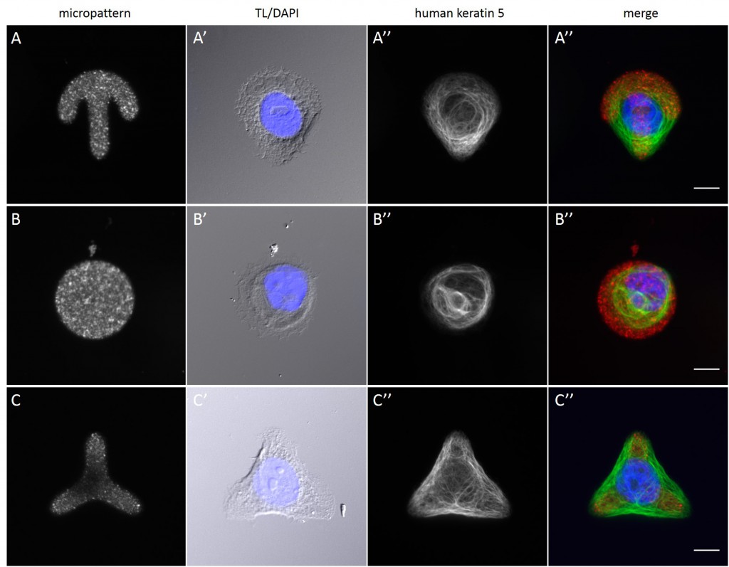Fig. 13 Individual examples of HaCaT B10 cells spread on 700 µm² micropatterns. HaCaT B10 cells were seeded on a CYTOOchip™ and allowed to spread on the micropatterns for 24 h before fixation. Micropatterns are detected by fluorescently labeled FN (A, B and C), nuclei by DAPI staining (superposed on contrast image [TL] in A', B' and C') and human keratin 5 through EYFP signal (A'', B'' and C''). A merged image of fluorescently labeled FN, DAPI and human keratin 5-EGFP is shown in A''', B''' and C'''. Bar, 10 µm.