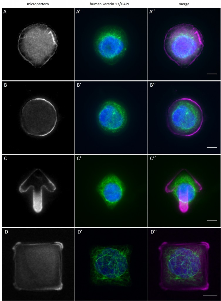 Fig. 14 AK13-1 on printed PDMS substrates. AK13-1 cells were seeded on printed PDMS substrates and allowed to spread on micropatterns with an average cell spreading area of 1100 µm² for 24 h before fixation. Micropatterns are detected through secondary antibodies mixed in the FN solution (A, B, C and D), nuclei by DAPI staining (superposed on human keratin 13 EGFP-signal in A', B', C' and D'). A merged image of micropatterns, DAPI and human keratin 13-EGFP is shown in A'', B'', C'' and D''. Bar, 10 µm.