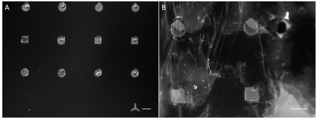 Fig. 8 Images of micropatterns produced using µCP.