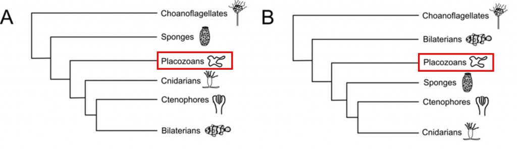 Zwei Hypothesen zur phylogenetischen Position der Placozoa innerhalb der Metazoa